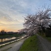 夕景の桜🌸