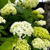 ＊アナベルの季節＆カラー開花
