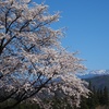 あたま山と桜。
