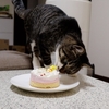 愛猫1歳の誕生日に猫用ケーキを買ってみました