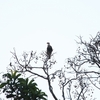 カンムリカラカラ Crested Caracara