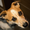 バーベキューパーティ。お犬様へお肉を献上。