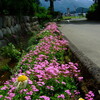 *初夏を告げるピンクの花々