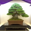 【レポ】濃ゆーい大観展【盆栽鑑賞のススメ】