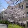 図書館裏の桜２