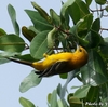 ベリーズ　自宅庭を毎日訪れる Hooded Oriole （フーディッド　オリオール） 