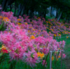 稗田川沿い八反田公園の黄色のリコリスがまぶしい！秋の訪れを告げる花景色