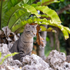 八重山諸島のねこさん