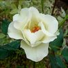 １２月のバラ★素敵な花苗を植える★捕ったど～～～っ！
