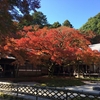 雷山千如寺大悲王院（福岡県糸島市）～樹齢400年のカエデの大木の紅葉