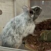 しろごまあん883日目
