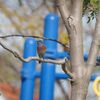 チャカタルリツグミ(Western Bluebird)