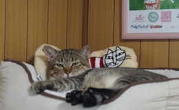 記事を見る