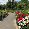 ぼたん園　（5月1日）