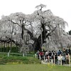 三春の滝桜