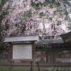 大國魂神社の桜♪（府中市）