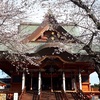 🌸春のいも桜week🌸布施弁天＆あけぼの山公園に行って来ました！