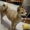 獣医さんて、だよ。