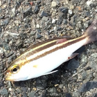 うり坊という愛称の魚 今日の一語り うり坊という愛称の魚 今日の一語り