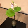 イネ科花粉症増えています。