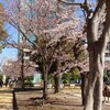 錦糸公園の桜…