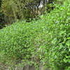 露草