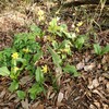 今朝の茶臼山と花