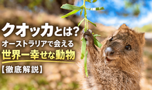 クオッカとは？オーストラリアで会える世界一幸せな動物【徹底解説】