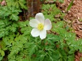 イチリンソウ（一輪草）｜春に大きな白い花をつける植物
