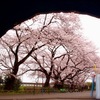 未熟者が桜の写真を撮ってきたので見て欲しい。撮影は失敗から学ぶ。