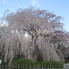 京都　桜の名所巡り　円山公園　3月31日