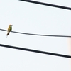 ミドリハチクイ Asian Green Bee-eater