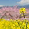 コロナ危機の3月春の3連休何してる