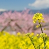 コロナ危機の3月春の3連休何してる