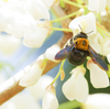 ハチがいっぱい！
