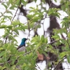 シロハラタイヨウチョウ White-bellied Sunbird