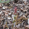 Fallopia japonica　イタドリ