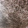どこかで撮影したシリーズ！！！桜満開の春先の模様