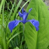 植栽地の環境を整える(乾湿)