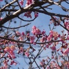 大野極楽寺公園　河津桜