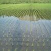 田植えから10日！