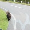 泳ぐ鹿と走る熊