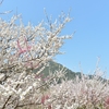 春、空晴れ渡り。
