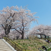 隅田公園の桜・桜短歌2018続き