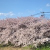 撮影に行って来ました…4月27日(水) 2022新川桜🌸並木