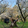Bruno Tour 700c でお花見～。桜、いい感じに満開でした。