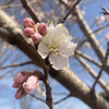 桜が散るあとに