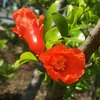 花ザクロの花