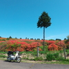 花を見に行くプチツーリング　船窪ツツジ公園