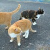 エントロピーが増大する猫の集会…